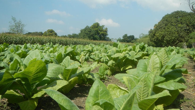 Govt allows sale of excess tobacco produced by registered growers in ...